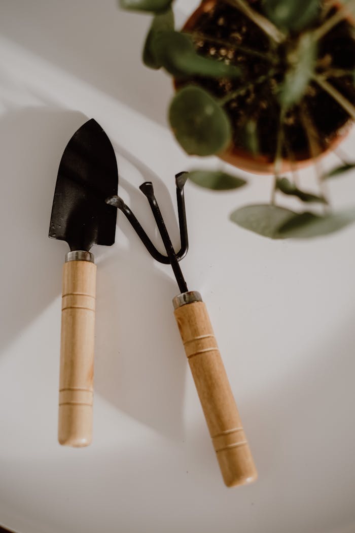 A small gardening trowel and fork beside a potted plant on a white surface.