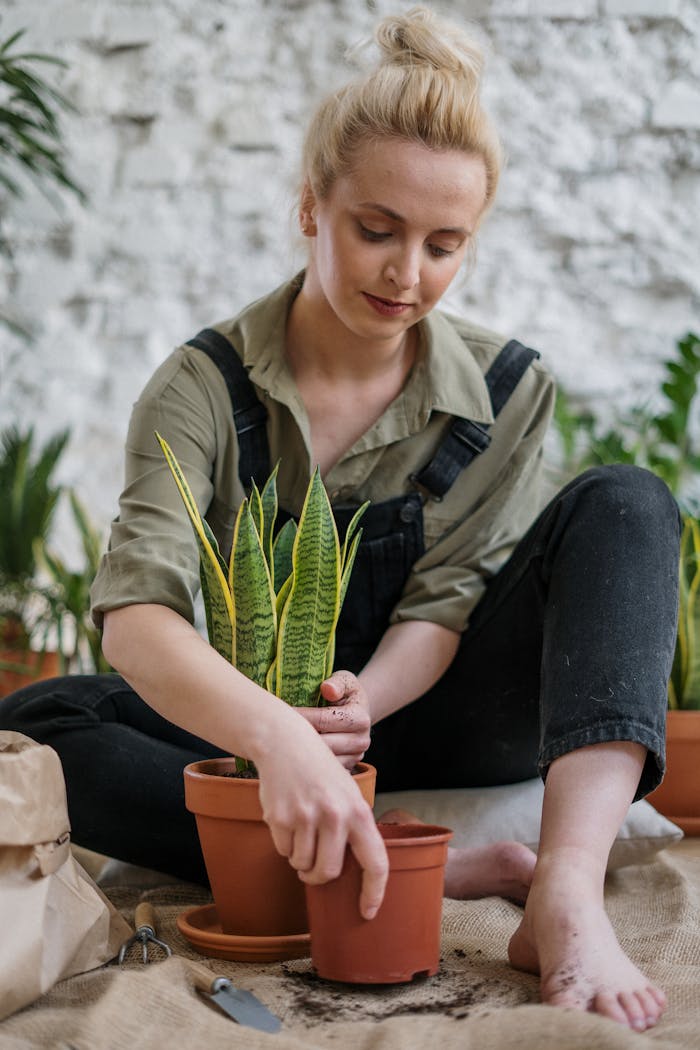 A woman potting a snake plant indoors, showcasing home gardening with organic techniques.