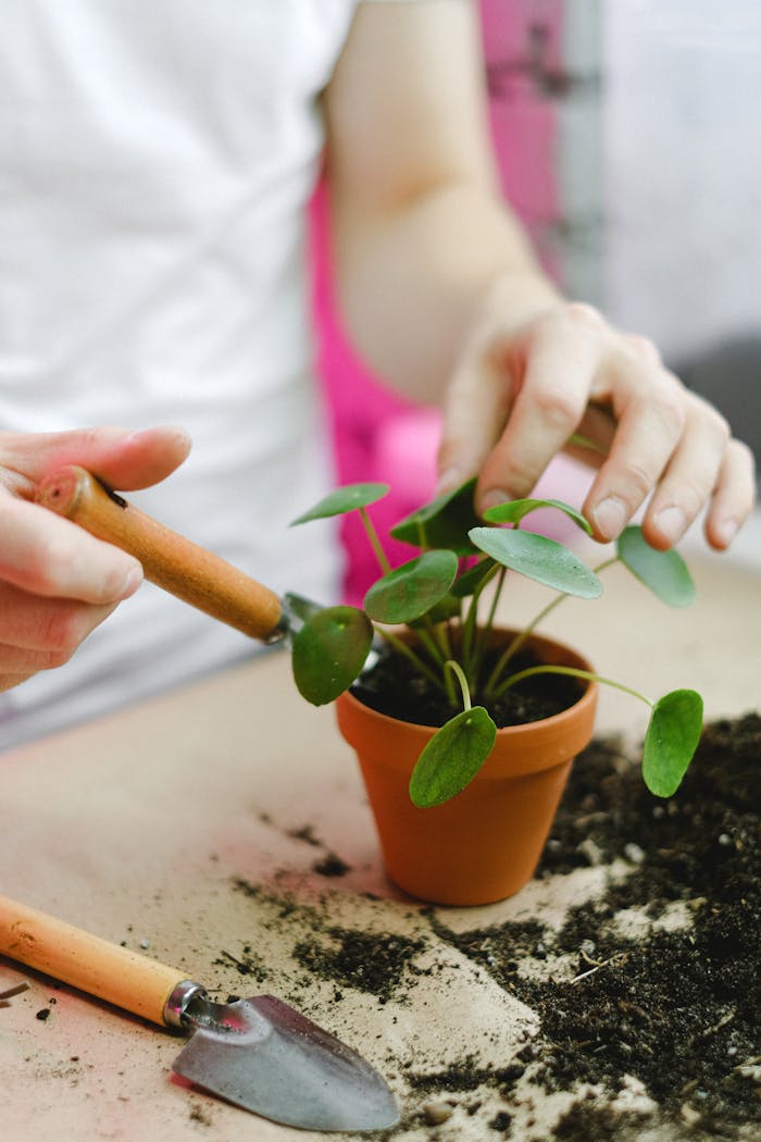 Close-up of hands transplanting a plant into a terracotta pot, perfect for home gardening enthusiasts.