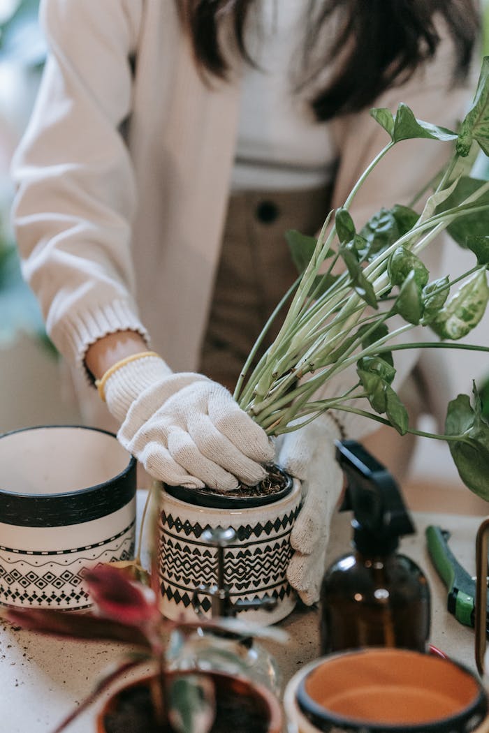 Female gardener potting green plants in decorative ceramic pots indoors, focusing on growth and nurturing.